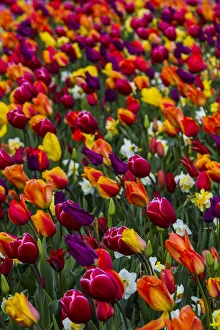 Mount Vernon, Washington, Tulip Town, Roozengaarde, Wind blows a field of multi-colored Mount Vernon, Washington, Tulip Town, Roozengaarde, Wind blows a field of multi-colored