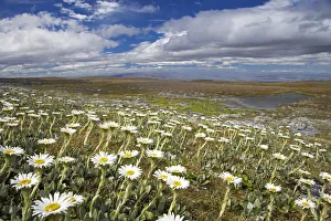 Mountain Daisies, Old Woman Conservation Area, Central Otago, South Island, New Zealand Mountain Daisies, Old Woman Conservation Area, Central Otago, South Island, New Zealand