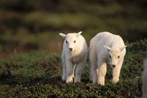 Mountain Goat Pair Print, Exit Glacier, Alaska