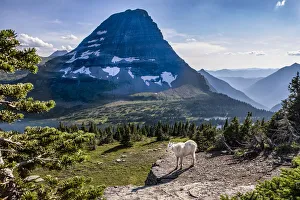 Mountain Goat in front of Bearhat Mountain and Hidden Lake. Glacier National Park Mountain Goat in front of Bearhat Mountain and Hidden Lake. Glacier National Park