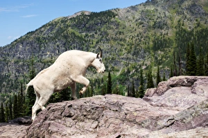 Mountain Goat climbing rocks in Glacier National Park, Montana Mountain Goat climbing rocks in Glacier National Park, Montana