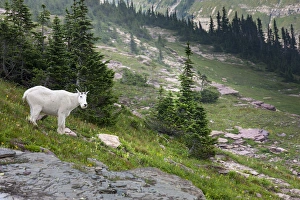 Mountain Goat on the Hillside. Glacier National Park. Montana. USA Mountain Goat on the Hillside. Glacier National Park. Montana. USA