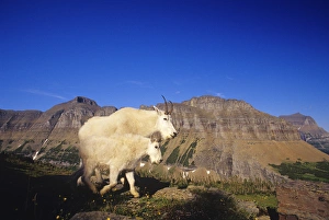 Mountain goat nanny and juvenile along Logan Pass in Glacier National Park in Montana Mountain goat nanny and juvenile along Logan Pass in Glacier National Park in Montana