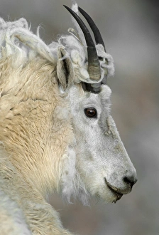 Mountain goat (Oreamnos americanus), profile of adult with shedding fleece, Mount Mountain goat (Oreamnos americanus), profile of adult with shedding fleece, Mount