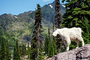 Mountain goat surveying the land in Glacier National Park, Montana Mountain goat surveying the land in Glacier National Park, Montana
