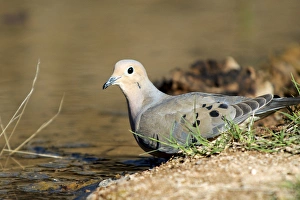 The mourning dove (Zenaida macroura) drinking at a small pond The mourning dove (Zenaida macroura) drinking at a small pond