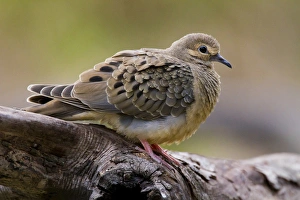 Mourning Dove (Zenaida macroura) resting on a log Mourning Dove (Zenaida macroura) resting on a log