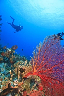 MR Diver with large Gorgonian Sea Fan near Beqa Island off Southern Viti Levu, Fiji MR Diver with large Gorgonian Sea Fan near Beqa Island off Southern Viti Levu, Fiji