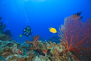 MR Diver with large Gorgonian Sea Fan & Yellow Damselfish near Beqa Island off Southern MR Diver with large Gorgonian Sea Fan & Yellow Damselfish near Beqa Island off Southern