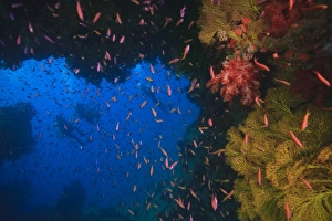 MR Divers near large Soft Coral-lined underwater Arch near Beqa Island off Southern Viti MR Divers near large Soft Coral-lined underwater Arch near Beqa Island off Southern Viti