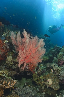 MR female scuba dive near large Sea Fans, afternoon streaming light, Raja Ampat region of Papua MR female scuba dive near large Sea Fans, afternoon streaming light, Raja Ampat region of Papua
