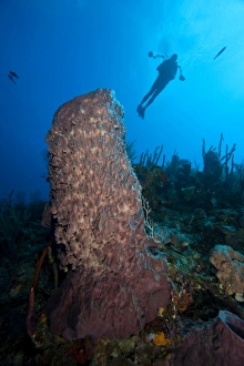(MR) Scuba Divers with an underwater cmaera, Giant Barrel Sponges (Xestopongia muta) (MR) Scuba Divers with an underwater cmaera, Giant Barrel Sponges (Xestopongia muta)