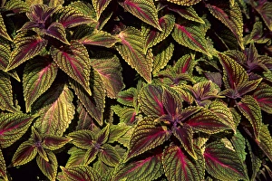 Mr. Wonderful Coleus (Solenostemon scutellariodes) MO Mr. Wonderful Coleus (Solenostemon scutellariodes) MO