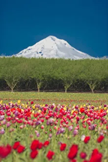 Mt. Hood and tulip fields, Willamette Valley, Oregon Mt. Hood and tulip fields, Willamette Valley, Oregon
