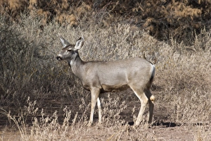 Mule Deer at Bosque del Apache NWR, New Mexico Mule Deer at Bosque del Apache NWR, New Mexico