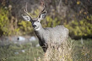A mule deer buck at National Bison Range, Montana A mule deer buck at National Bison Range, Montana