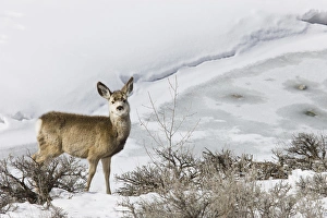 Mule Deer in Grand Teton National Park, Wyoming, US Mule Deer in Grand Teton National Park, Wyoming, US