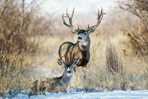 Mule Deer (Odocoileus hemionus) buck and doe bedded Mule Deer (Odocoileus hemionus) buck and doe bedded