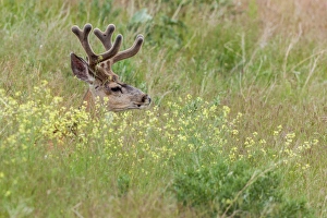 Mule Deer resting in wildflowers in National Bison Range, Montana Mule Deer resting in wildflowers in National Bison Range, Montana