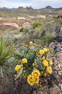 Mule Ears formation and prickly pear flowers in Big Bend National Park Mule Ears formation and prickly pear flowers in Big Bend National Park