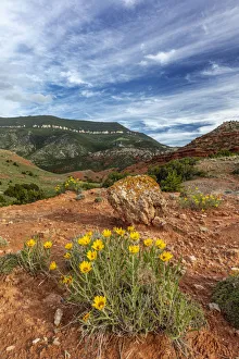 Mules ears wildflowers in the Pryor Mountains in the Bighorn National Recreation Area Mules ears wildflowers in the Pryor Mountains in the Bighorn National Recreation Area