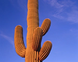 Multi armed saguaro cactus against a blue sky in the evening, Organ Pipe Cactus Nat'l Monument Multi armed saguaro cactus against a blue sky in the evening, Organ Pipe Cactus Nat'l Monument