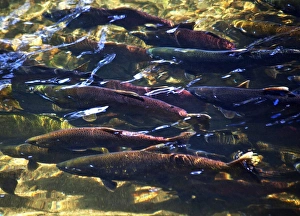 Multi-Colored, Coho, Sockeye, and Chinook Salmon, Issaquah Creek, Washington Salmon Multi-Colored, Coho, Sockeye, and Chinook Salmon, Issaquah Creek, Washington Salmon