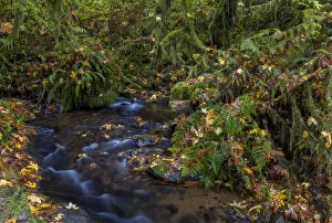 Munson Creek Falls State Natural Site in autumn near Tillamook, Oregon, USA Munson Creek Falls State Natural Site in autumn near Tillamook, Oregon, USA