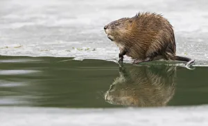 Muskrat, winter foraging from an opening in the ice Muskrat, winter foraging from an opening in the ice