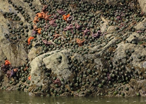 Mussels and sea stars clinging to rock at low tide. Olympic National Park, Washington, US Mussels and sea stars clinging to rock at low tide. Olympic National Park, Washington, US