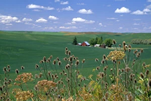 Images Dated 13th February 2004: N. A. USA, Idaho, Latah county near Genesee. Farm in wheatfield in summer. PR