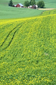 Images Dated 13th February 2004: N. A. USA, Idaho, Latah County, near Genesee. Farm with canola field in summer. PR