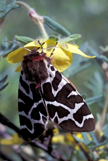 NA, Alaska, Denali National Park. Leopord moth sits on the flower of a Shrubby Cinquefoil NA, Alaska, Denali National Park. Leopord moth sits on the flower of a Shrubby Cinquefoil