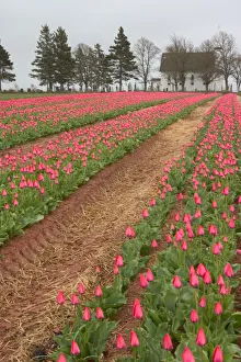 NA, Canada, Prince Edward Island, Pownal. Tulip field and Birch Hill Free Church NA, Canada, Prince Edward Island, Pownal. Tulip field and Birch Hill Free Church