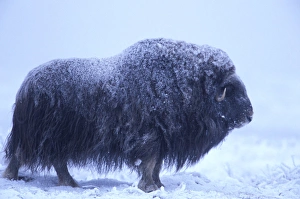 NA, USA, Alaska, Arctic Coastal Plain Muskox (Ovibus moschatus) NA, USA, Alaska, Arctic Coastal Plain Muskox (Ovibus moschatus)