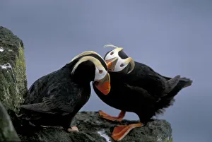 NA, USA, Alaska, Bering Sea, Pribilofs. Tufted puffins (Fratercula cirrhata) preen NA, USA, Alaska, Bering Sea, Pribilofs. Tufted puffins (Fratercula cirrhata) preen