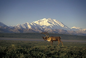 NA, USA, Alaska, Denali NP A bull Barren Ground caribou (Rangifer tarandus NA, USA, Alaska, Denali NP A bull Barren Ground caribou (Rangifer tarandus