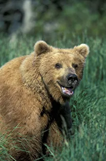 NA, USA, Alaska, Katmai National Park. A large brown bear boar sits in tall grass NA, USA, Alaska, Katmai National Park. A large brown bear boar sits in tall grass