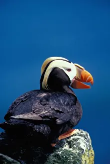 NA, USA, Alaska, Pribilof Islands, St. Paul Island, Tufted puffin NA, USA, Alaska, Pribilof Islands, St. Paul Island, Tufted puffin