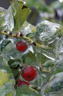 NA, USA, Oregon, near Hood River Ice-coated shrubs after storm NA, USA, Oregon, near Hood River Ice-coated shrubs after storm