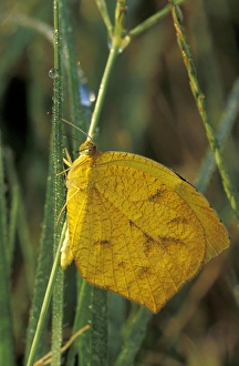 NA, USA, Texas, Brooks County Tailed orange butterfly (Eurema proterpia) on a NA, USA, Texas, Brooks County Tailed orange butterfly (Eurema proterpia) on a
