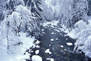 NA, USA, Washington, King County, Fresh snow on Denny Creek NA, USA, Washington, King County, Fresh snow on Denny Creek