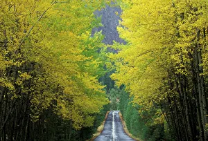 NA, USA, Washington, near White Pass. Teaton River Road with trees in fall color NA, USA, Washington, near White Pass. Teaton River Road with trees in fall color