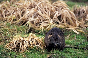 NA, USA, Washington, Ridgefield NWR, Nutria (Myocastor coypus) feeding on roots NA, USA, Washington, Ridgefield NWR, Nutria (Myocastor coypus) feeding on roots