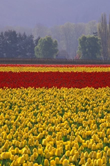 NA, USA, Washington, Skagit Valley, Field of yellow and red tulips with trees in NA, USA, Washington, Skagit Valley, Field of yellow and red tulips with trees in