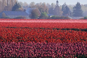 NA, USA, Washington, Skagit Valley, Tulip field NA, USA, Washington, Skagit Valley, Tulip field