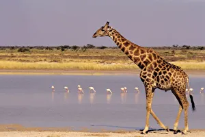Southern Africa Travel Guide Prints: Namibia: Etosha