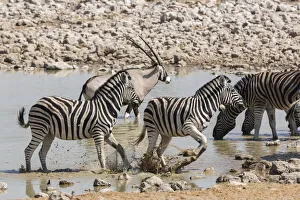 Namibia. Nervous Zebra take off from the waterhole, Etosha National Park Namibia. Nervous Zebra take off from the waterhole, Etosha National Park