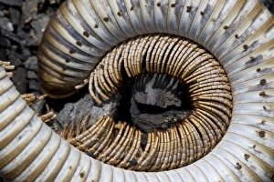 Namibia, Omaruru, Skeleton of large centipede in desert Namibia, Omaruru, Skeleton of large centipede in desert
