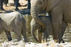 Namibia, Ongava Namibia, Ongava